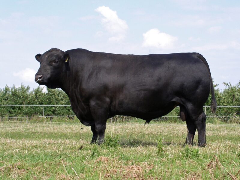 Beer & Burgers - Black Angus - immagine 3
